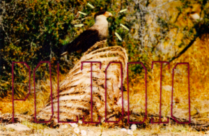 Fotografía de Carancho sobre cadaber de guanaco en Torres del Paine, intervenida con bordado escribiendo la palabra Poliodio.